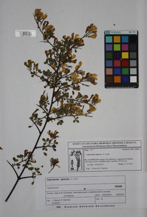 Photo of the Plantae specimen <em>Calicotome spinosa</em> (L.) Link