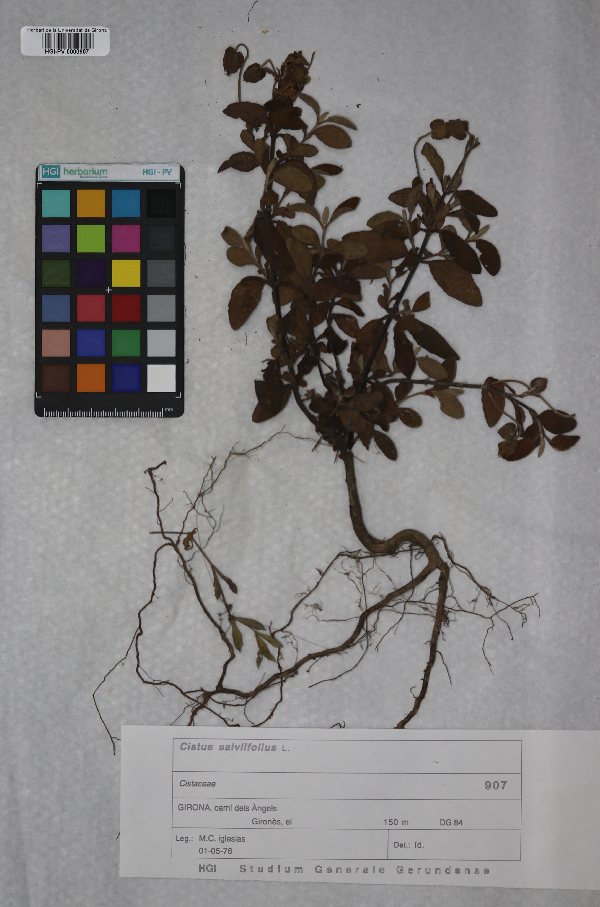 Photo of the Plantae specimen <em>Cistus salviifolius</em> L.